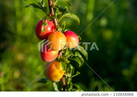 Ripe cherry plum berries in the garden on a tree. Growing cherry plums in a orchard.. Ripe cherry plum berries in the garden on a tree. Growing cherry plums in a orchard.. 110848866