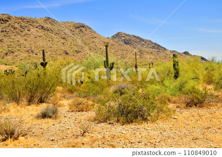 San Tan Mountains Sonora Desert Arizona San Tan Mountains Sonora Desert Arizona 110849010