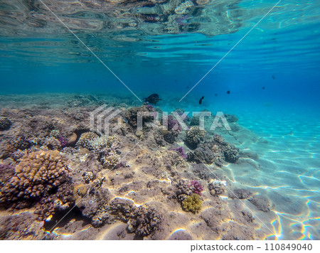 Underwater life of reef with corals and tropical fish. Coral Reef at the Red Sea, Egypt. 110849040
