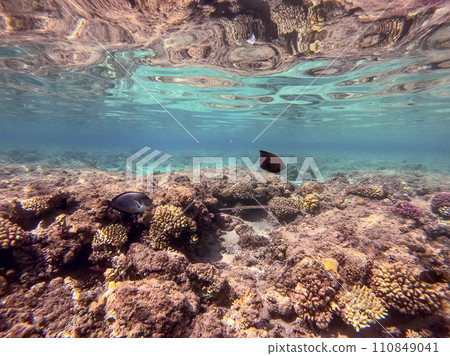Bluespotted cornet fish, smooth cornet fish or smooth flutemouth at coral reef.. 110849041