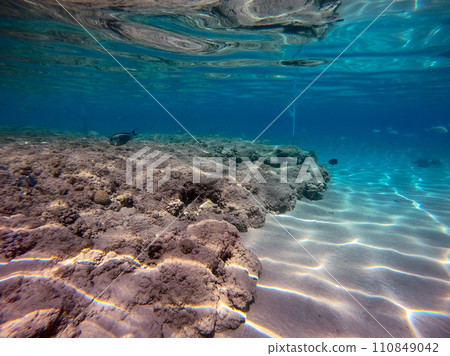 Underwater life of reef with corals and tropical fish. Coral Reef at the Red Sea, Egypt. 110849042