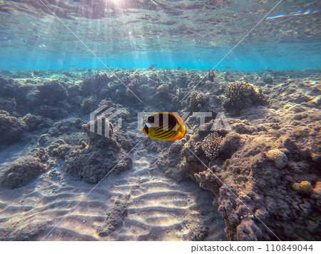 Diagonal butterflyfish (Chaetodon fasciatus) at the Red Sea coral reef.. 110849044
