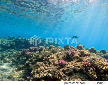 Underwater life of reef with corals and tropical fish. Coral Reef at the Red Sea, Egypt. 110849049