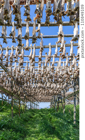 Traditional stockfish drying on wooden racks in Lofoten against a backdrop of greenery and sky 110849109