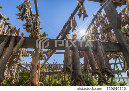 Sunrays pierce through drying cod on traditional Norwegian racks under a clear blue sky. Lofoten Sunrays pierce through drying cod on traditional Norwegian racks under a clear blue sky. Lofoten 110849110