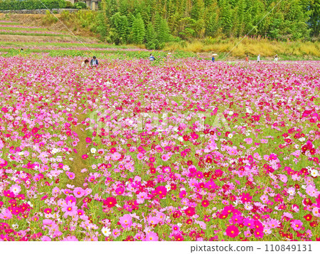 Pink cosmos field at Sanko Cosmos Garden in Nakatsu City, Oita Prefecture Pink cosmos field at Sanko Cosmos Garden in Nakatsu City, Oita Prefecture 110849131