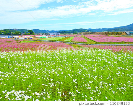 White and pink cosmos fields at Sanko Cosmos Garden in Nakatsu City, Oita Prefecture 110849133