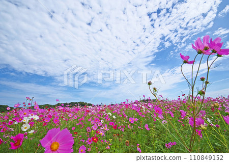 Cosmos field behind Shinyoshitomi Roadside Station, Chikujo District, Fukuoka Prefecture Cosmos field behind Shinyoshitomi Roadside Station, Chikujo District, Fukuoka Prefecture 110849152
