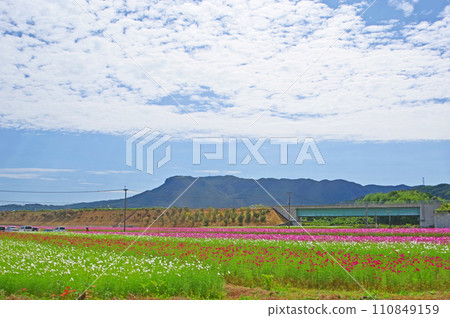 Sanko Cosmos Garden and Mt. Hachimen, where you can see Mt. Hachimen in Nakatsu City, Oita Prefecture Sanko Cosmos Garden and Mt. Hachimen, where you can see Mt. Hachimen in Nakatsu City, Oita Prefecture 110849159