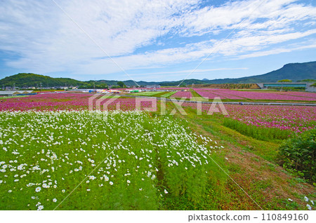 Sanko cosmos garden with a view of Mt. Hachimen in Nakatsu City, Oita Prefecture Sanko cosmos garden with a view of Mt. Hachimen in Nakatsu City, Oita Prefecture 110849160