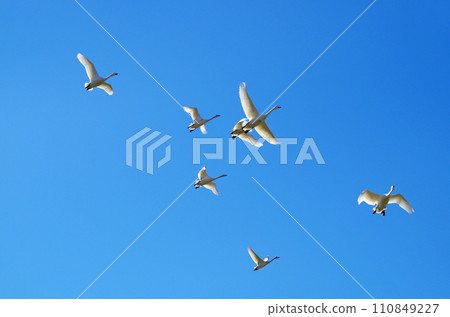 A flock of swans taking off from their roost and changing formations as they fly in formation towards a feeding ground. A flock of swans taking off from their roost and changing formations as they fly in formation towards a feeding ground. 110849227