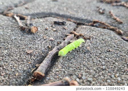 Close-up of a bright caterpillar on the ground. 110849243