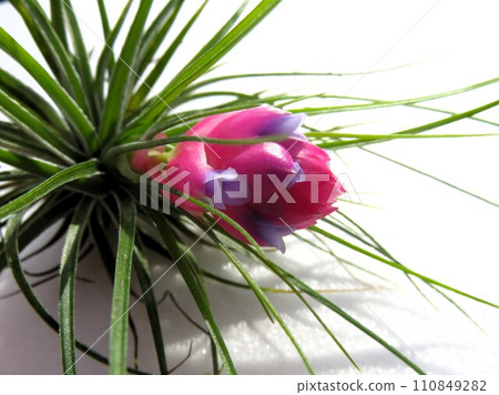 Strictor Strictor 110849282