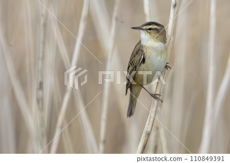 Sedge warbler (Acrocephalus schoenobaenus) in reed 110849391