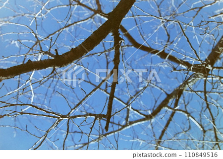 Dead tree Dead tree 110849516