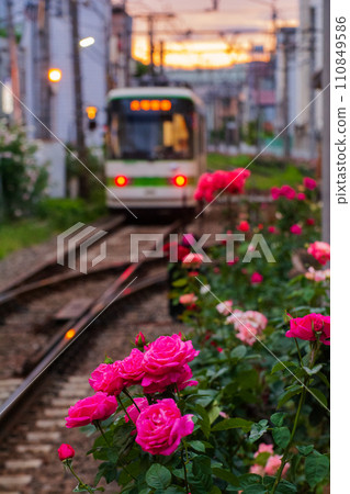 Roses and Toei Arakawa Line 110849586