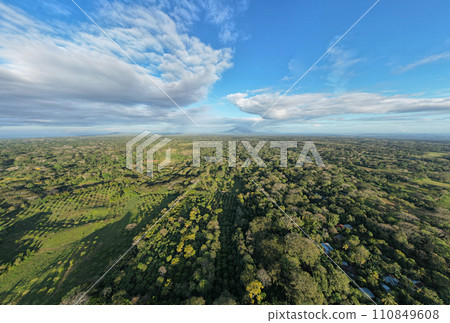 Big tree plantation field in farm Big tree plantation field in farm 110849608