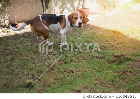 Funny beagle dog run on patio grass Funny beagle dog run on patio grass 110849613