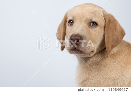 Labrador puppy pet dog 110849617