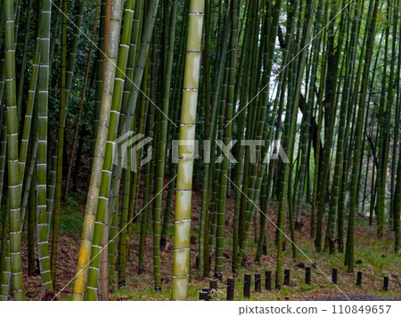 Bamboo forest misty in the winter rain Bamboo forest misty in the winter rain 110849657