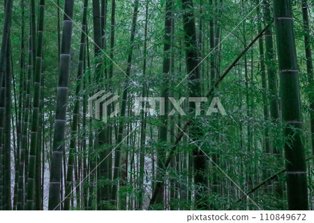 Bamboo forest misty in the winter rain Bamboo forest misty in the winter rain 110849672