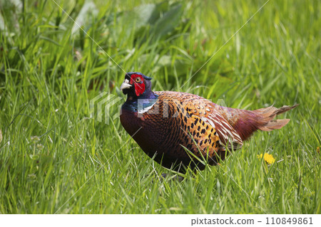 Common pheasant (Phasianus colchicus) in a meadow 110849861