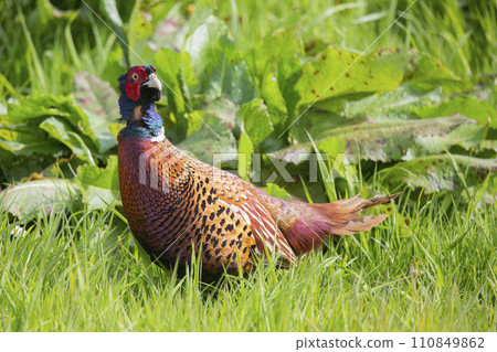 Common pheasant (Phasianus colchicus) in a meadow 110849862