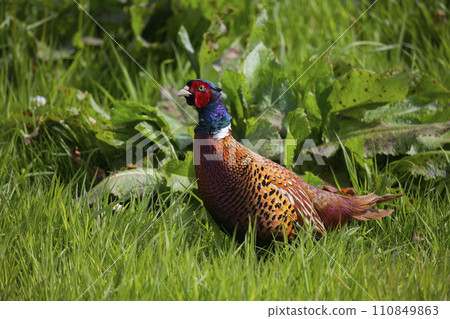 Common pheasant (Phasianus colchicus) in a meadow 110849863