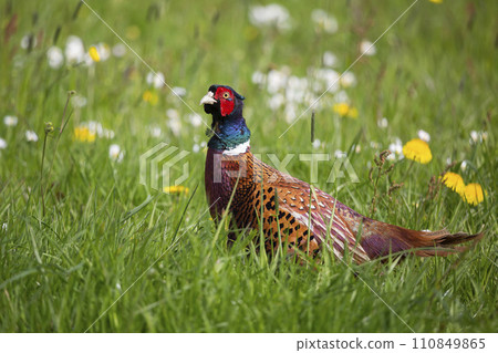 Common pheasant (Phasianus colchicus) in a meadow Common pheasant (Phasianus colchicus) in a meadow 110849865