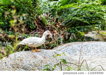 Muscovy duck (Cairina moschata). Tayrona, Caribbean region. Wildlife and birdwatching in Colombia. 110849990