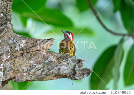 Spot-breasted woodpecker or flicker (Colaptes punctigula), Antioquia. Wildlife and birdwatching in Colombia. Spot-breasted woodpecker or flicker (Colaptes punctigula), Antioquia. Wildlife and birdwatching in Colombia. 110849993