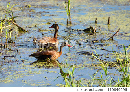 Black-bellied whistling duck (Dendrocygna autumnalis), Magdalena department. Wildlife and birdwatching in Colombia. 110849996
