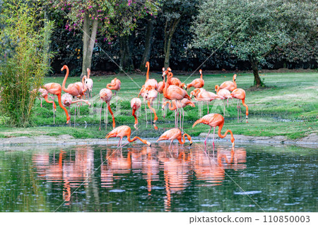 American flamingo (Phoenicopterus ruber), large species of flamingo. Bioparque Wakata. Wildlife and birdwatching in Colombia American flamingo (Phoenicopterus ruber), large species of flamingo. Bioparque Wakata. Wildlife and birdwatching in Colombia 110850003