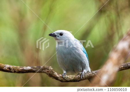Blue-gray tanager (Thraupis episcopus). Minca, Sierra Nevada. Magdalena department. Wildlife and birdwatching in Colombia. 110850010