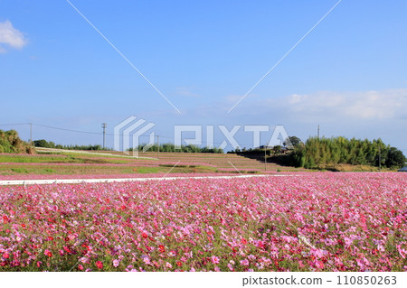 Autumn sky and cosmos field Autumn sky and cosmos field 110850263