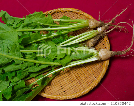 Cruciferous vegetables Suzushiro Cruciferous vegetables Suzushiro 110850442