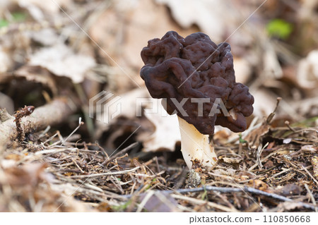 Gyromitra esculenta fungus in the Netherlands 110850668