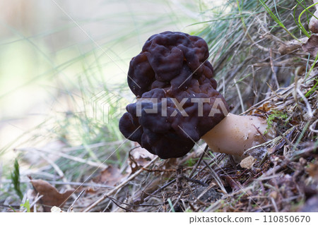 Gyromitra esculenta fungus in the Netherlands Gyromitra esculenta fungus in the Netherlands 110850670