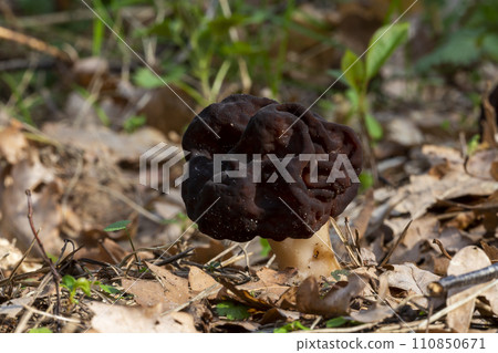 Gyromitra esculenta fungus in the Netherlands Gyromitra esculenta fungus in the Netherlands 110850671
