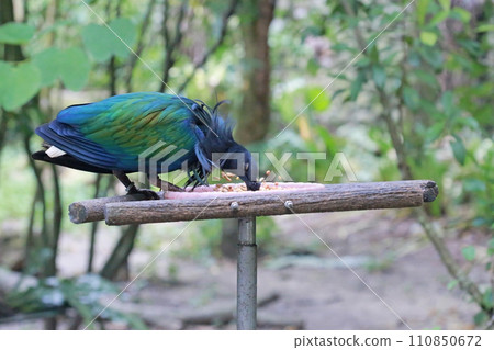 Green pigeons feeding on the shelf in the zoo 110850672