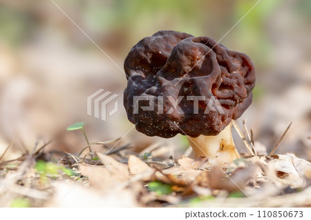 Gyromitra esculenta fungus in the Netherlands 110850673