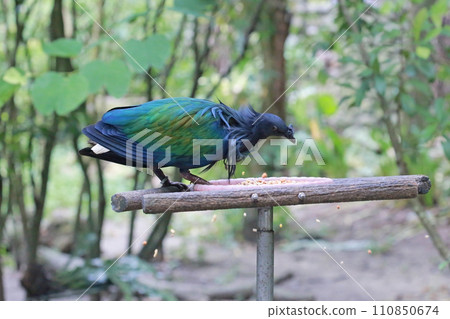 Green pigeons feeding on the shelf in the zoo 110850674