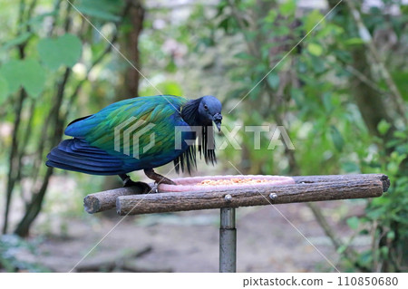 動物園裡綠蓑鴿在架上覓食 110850680