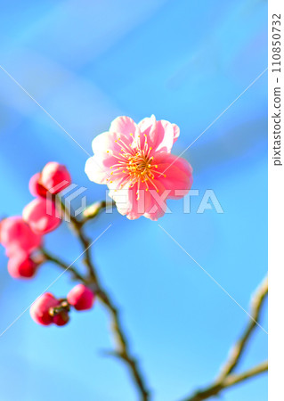 梅花在寒冷的季節盛開 梅花在寒冷的季節盛開 110850732