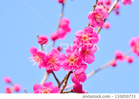 梅花在寒冷的季節盛開 110850733