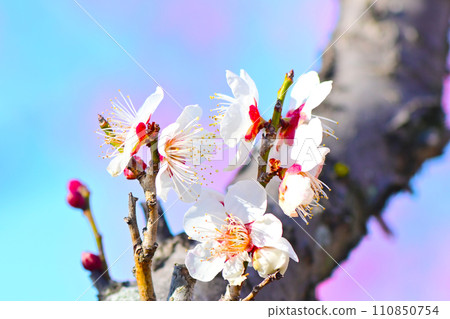 Elegant and elegant white plum blossoms Elegant and elegant white plum blossoms 110850754