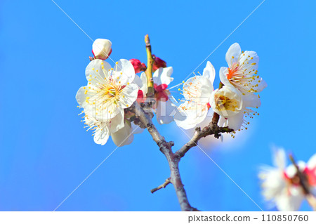 Elegant and elegant white plum blossoms Elegant and elegant white plum blossoms 110850760
