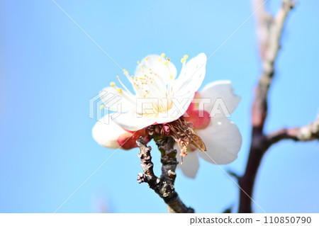 Elegant and elegant white plum blossoms Elegant and elegant white plum blossoms 110850790