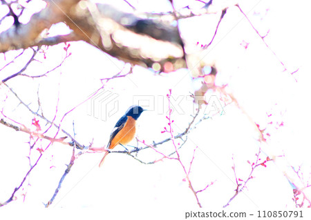 達里安·雷德斯塔克（Daurian Redstart）棲息在樹枝上 110850791
