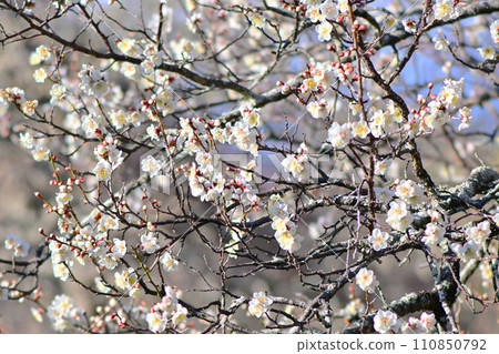 Plum blossoms have begun to bloom with a fragrant scent Plum blossoms have begun to bloom with a fragrant scent 110850792
